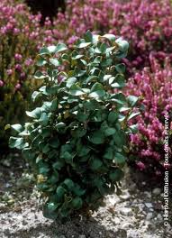 Image result for Lythrum rotundifolium