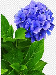 Maybe you would like to learn more about one of these? Hydrangea Phlox Cut Flowers Perennial Plant Flower Blue Annual Plant Png Pngegg