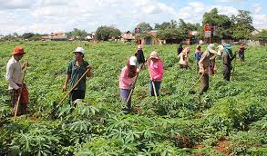 RDB urges farmers to create agricultural communities - Khmer Times