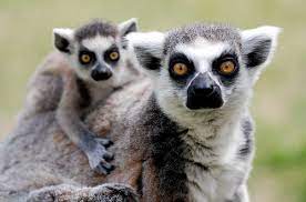 Love These Little Guys Lemur Pet Birds Cute Creatures
