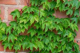 Image result for Parthenocissus