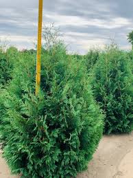 Image result for Hetaeria occidentalis