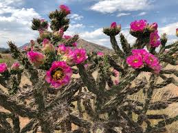 Image result for Opuntia imbricata
