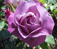 Floribunda rose blue for you 'pejamblue' highly fragrant mauve to slate blue double blooms. Blue For You Rose 5 Semi Green Stem Cuttings Rare And Limited Ebay