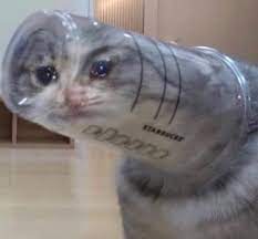 Save and share your meme collection! Thread By Moaluvss Uh Timeline Is A Mess So Thread Of Crying Cat Memes I Ve