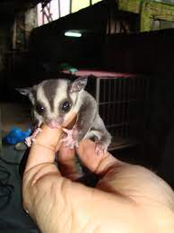 9,552 likes · 78 talking about this. Exotic Sugar Gliders For Pets Try The Thrill Of A New Hobby Qc Makati Cavite Areas Philippines Buy And Sell Marketplace Pinoydeal