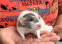 With over 35 years of veterinary experience, you can be. Memorial Veterinary Pet Care Hospital Houston Veterinary Hospital