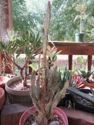 Image result for Opuntia monacantha