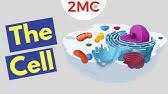 Maybe you would like to learn more about one of these? Animal And Plant Cells What Is The Difference Gcse Biology Youtube