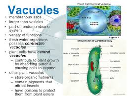 We did not find results for: Cells Ppt Video Online Download