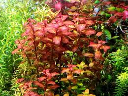 Image result for Ludwigia senegalensis