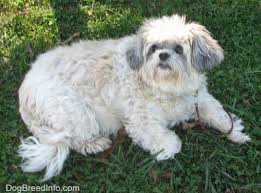 We did not find results for: Shih Tzu Dog Breed Pictures 1