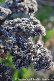 Deadon cabbages from west coast seeds. Creative Vegetable Gardener Warning These Vegetables Will Not Survive A Frost Creative Vegetable Gardener