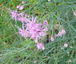 Image result for Vernonanthura polyanthes