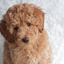 Want to adopt a labradoodle puppy? Abe Labradoodle Puppy 622819 Puppyspot