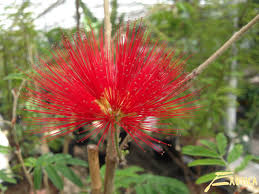 Image result for Calliandra tweedii