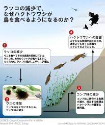 ラッコ（海獺、enhydra lutris）は、食肉目 イタチ科ラッコ属に分類される哺乳類 11。現生種では本種のみでラッコ属を構成する 4。 北アメリカ大陸から千島列島の沿岸にかけて棲息。 毛皮を採取するため乱獲され、日本では20世紀初頭にいったん絶滅した。 ãƒ©ãƒƒã‚³ã®æ¿€æ¸›ã§é³¥ã‚'é£Ÿã¹ã‚‹ãƒ¯ã‚·ãŒæ€¥å¢— ãƒŠã‚·ãƒ§ãƒŠãƒ«ã‚¸ã‚ªã‚°ãƒ©ãƒ•ã‚£ãƒƒã‚¯æ—¥æœ¬ç‰ˆã‚µã‚¤ãƒˆ