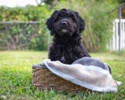 Find the perfect puppy for sale in oregon at next day pets. The Black Goldendoodle Everything You Need To Know