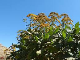 Image result for Solanecio