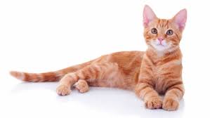 Is It True That Most Ginger Cats Are Male Bbc Science Focus Magazine