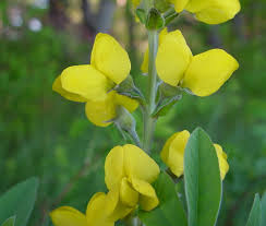 Image result for Fagaropsis