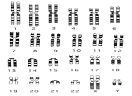 human chromosomes biological science picture directory