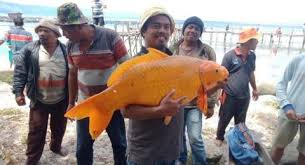As usual, jumbo has come up with some irresistible offers in. Viral Temuan Ikan Mas Jumbo Di Danau Toba Warganet Malah Resah Suara Sumut