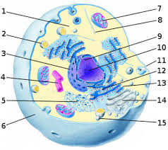 Usually bacteria & archea shows this type of cell. Free Anatomy Quiz The Anatomy Of The Cell Quiz 1