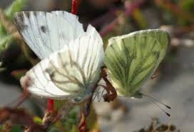 Image result for Pieris napi