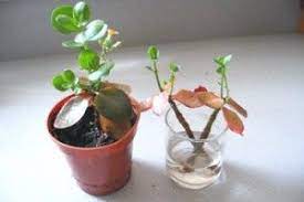 Propagating Kalanchoe Repotting Plants Kalanchoe Flowers Propagating Plants