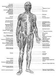 Named for its origin and insertion, it. Human Anatomy Muscles Muscles Of The Body Front View Human Anatomy Muscle Anatomy Anatomy