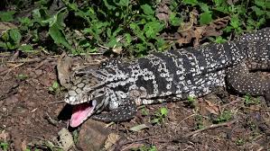 Argentine Black And White Tegu Stock Footage Video 100 Royalty Free 1016271214 Shutterstock Email this page play all in full screen show more related videos.