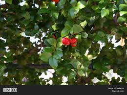 The surinam cherry is not a cherry nor is it exclusively from surinam. Cherry Bush Image Photo Free Trial Bigstock