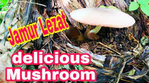 Kamu maunya yg kaya gimana: Berburu Jamur Pisang Atau Jamur Gedang Youtube