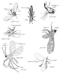 The introduction of pests from. Ipm Scouting And Monitoring For Pests In Commercial Greenhouses Oklahoma State University