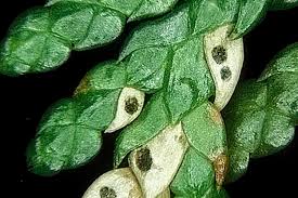 Image result for didymascella thujina