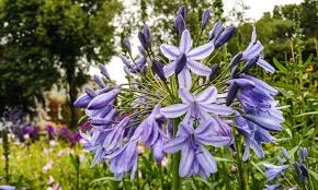 This means that they must not be watered under any circumstances. Agapanthus Tips For Planting And Care Of The Lily Of The Nile
