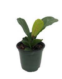 It feels perfectly summery, open, and less cluttered than things have been in the past for us. Hirt S Gardens Bambinoficus Bambino Dwarf Fiddleleaf Fig Tree Ficus Great Indoor Tree Easy 4 Pot