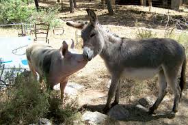 Cordopolis.es is tracked by us since october, 2012. La Burra Con El Cerdito Dior Foto Cordopolis Es La Burra Conchita Se Asoma Al Septimo Arte Teldeactualidad