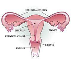 It is for that reason that, when pap and hpv cotesting or hpv testing alone are used, the. Cervical Cancer Cancer Care Ontario