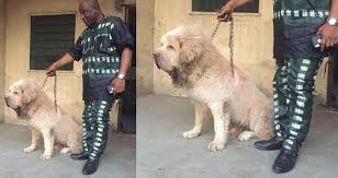 The 'beware of dog' sign was invented for this particular creature. Rrs Commander Tunji Disu Shows Off His Huge Scary Dog