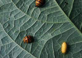 They are one of the few destructive species of ladybird beetles and flock to areas where bean cultivation is widespread. Mexican Bean Beetles How To Identify And Get Rid Of Garden Pests The Old Farmer S Almanac
