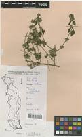 Image result for Dicliptera verticillata