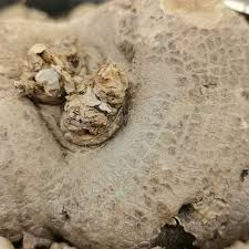 Image result for Pterodiscus angustifolius