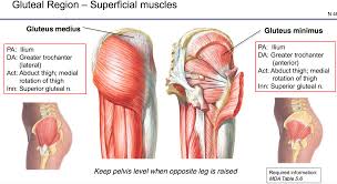 Glute muscle anatomy fitstep glute muscle anatomy shown in the second diagram are the gluteus medius and minimus which lie directly underneath the glute exercises. Gluteus Anatomy Anatomy Drawing Diagram