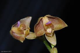 Image result for Polystachya albescens