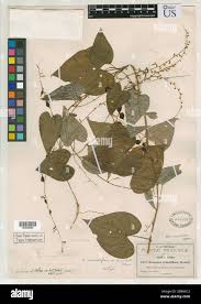 Image result for Sericorema remotiflora