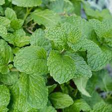 To compare with sweet tea, this one is a better rebloomer and is a smaller plant, but less cold hardy. Garden Mint 1l Homebase