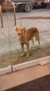 Saw this handsome fella outside kfc and he has a color.. help him find his  owner if he is missing 😊