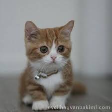 Kedi Bakimi Sibirya Kedisi 2020 Kedi Evcil Hayvan Bakimi Sibirya Kedisi 2020 Evcil Hayvanlar Sevimli Kedi Yavrulari Sevimli Kediler